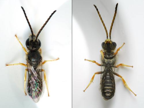 Seladonia tumulorum